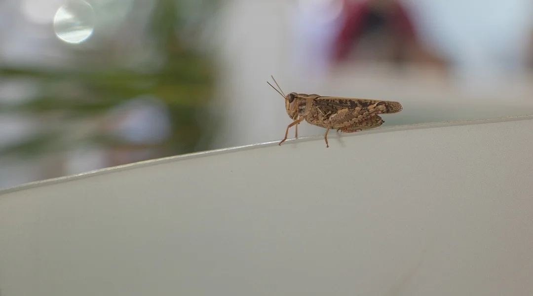 Un petit insecte se trouve sur un miroir, reflétant son image et l'environnement environnant.