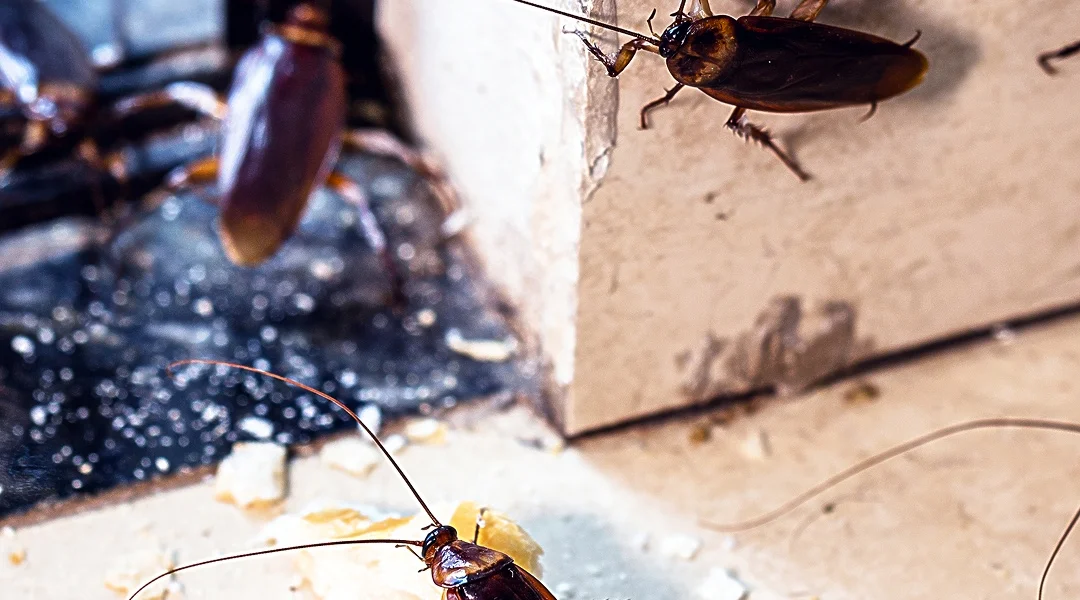 Cockroaches crawling on a textured wall, showcasing their brown bodies and long antennae in a close-up view.