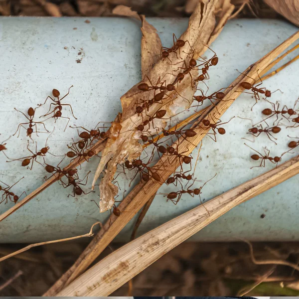 Un groupe de fourmis se déplace sur un tuyau en métal.