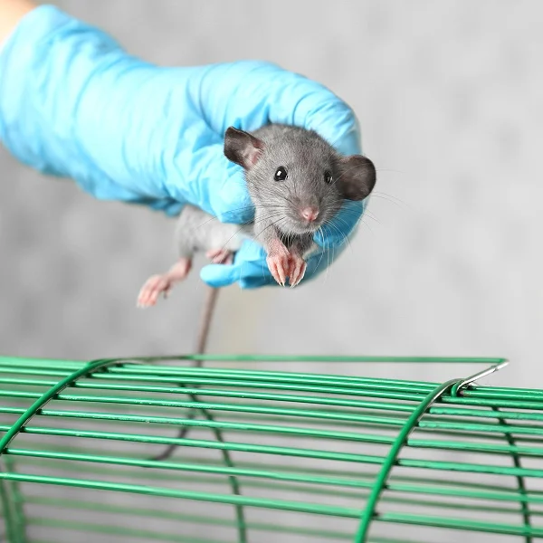 Une personne en gants bleus tenant une petite souris.