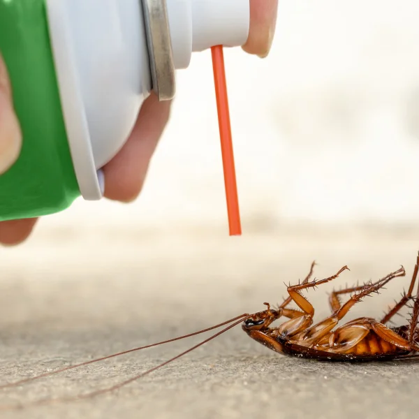 A person sprays a cockroach with insecticide in a home setting, aiming to eliminate the pest.