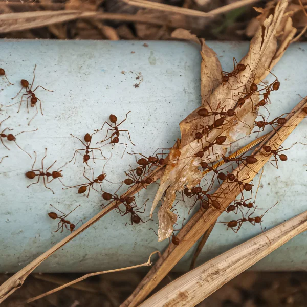 A cluster of ants crawling on a metallic pipe, showcasing their teamwork and movement.