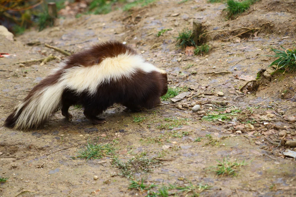 A skunk is walking on the ground, showcasing its distinctive black and white fur in a natural setting.