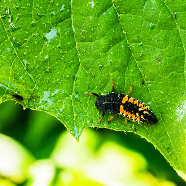 A black and orange bug resting on a vibrant green leaf.