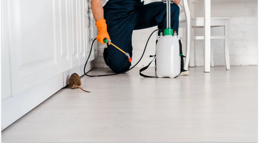 A person using a spray can to apply pest control treatment on a mouse in a domestic setting.