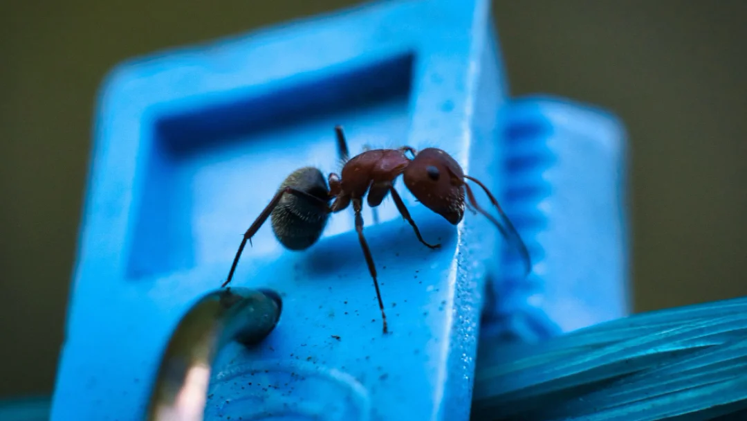 A small ant stands on a blue object, showcasing its intricate details against the vibrant background.