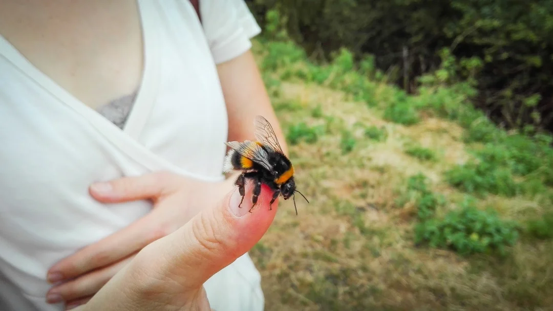 A person holding a bee on their finger, illustrating a delicate interaction with the insect.
