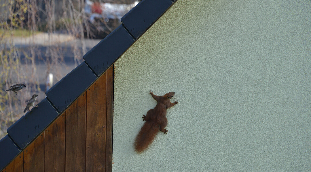 Squirrel climbing on the exterior wall of a house, illustrating a risk of intrusion requiring a secure solution.