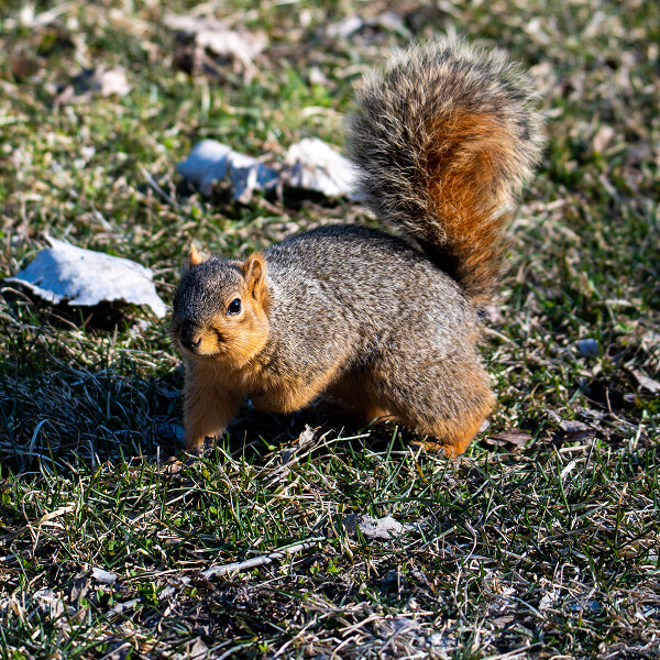 Squirrel in a natural environment, representing a respectful approach to keeping squirrels away without harming them.