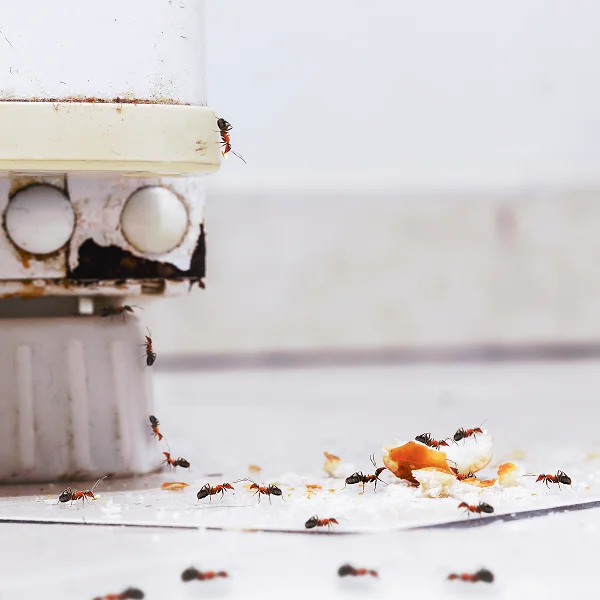 Des fourmis se déplacent sur le sol près d'un micro-ondes dans une cuisine.