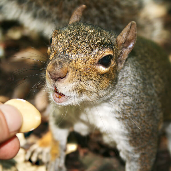 Squirrel approaching a human hand, illustrating the risks associated with capturing a squirrel without expertise.