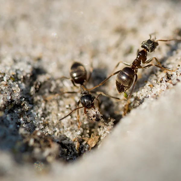 Two ants walking on the ground, part of a scene titled "Ants in the House."
